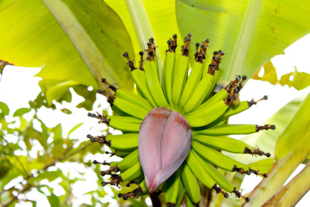 banana flowerの写真素材