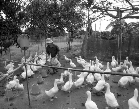 HAI DUONG, VIETNAM, JULY, 30: Vietnamese farmer to feed duck by rice on july, 30 2013 in Hai Duong, Red River Delta, Vietnam. のeditorial素材