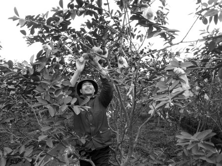 HAI DUONG, VIETNAM, JULY, 20: Vietnamese farmer look after the trees in the garden on july, 20 2013...