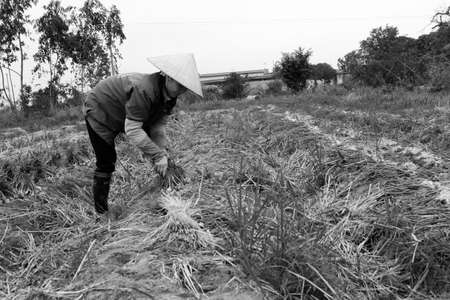 HAI DUONG, VIETNAM, August 1: Vietnamese farmer harvest onion in the field on August 1, 2013 in Hai Duong, Vietnam. For many farmers onion is the main source of income (around $1000 annual).のeditorial素材
