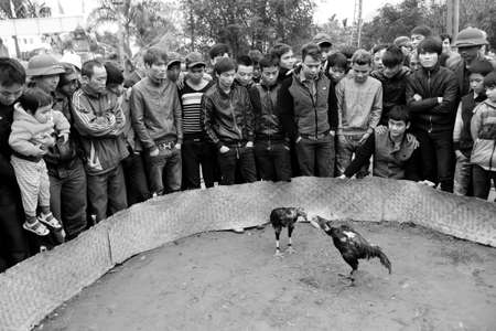 HAI DUONG, VIETNAM, March, 10: people see cockfighting at folk festival on March, 10, 2014 in Hai Duong, Vietnam.のeditorial素材