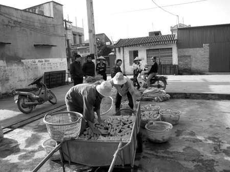 HAI DUONG, VIETNAM, September, 2: Farmers washing and classification carrot after harvest on September, 2, 2013 in Hai Duong, Vietnam. のeditorial素材