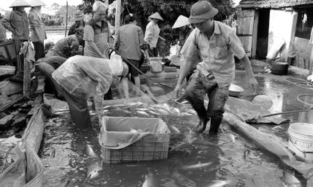 HAI DUONG, VIETNAM, November, 20: Asian fishermen harvest fish on November 20, 2013 in Hai Duong, Vietnamのeditorial素材