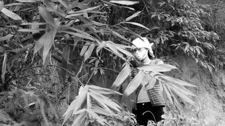HAI DUONG, VIETNAM, November, 26: Asian woman picking leaf in the forest to packing rice cake on November 26, 2013 in Hai Duong, Vietnamのeditorial素材