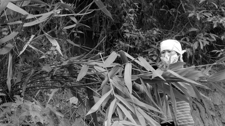 HAI DUONG, VIETNAM, November, 26: Asian woman picking leaf in the forest to packing rice cake on November 26, 2013 in Hai Duong, Vietnamのeditorial素材
