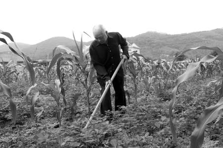HAI DUONG, VIETNAM, April 20: Old man with a hoe weeding in the corn field on April 20, 2014 in Hai Duong, Vietnam. のeditorial素材
