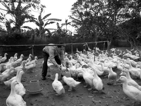 HAI DUONG, VIETNAM, JULY, 30: Vietnamese farmer to feed duck by rice on july, 30 2013 in Hai Duong, Red River Delta, Vietnam. のeditorial素材