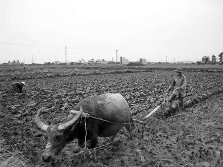 HAI DUONG, VIETNAM, JULY 11: Vietnam farmer work in a field with water buffalo on July 11, 2013 in Hai Duong, Vietnam のeditorial素材