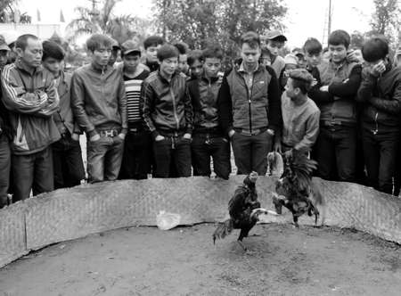 HAI DUONG, VIETNAM, March, 10: people see cockfighting at folk festival on March, 10, 2014 in Hai Duong, Vietnam.のeditorial素材