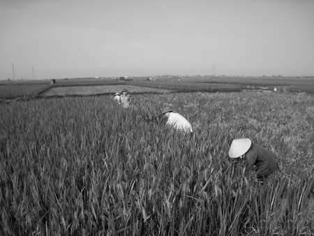 HAI DUONG, VIETNAM, June 26: Vietnamese woman farmer harvest on a rice field on June 26, 2013 in Hai Duong, Red River Delta, Vietnam. Rice cultivation is a long tradition of people in rural Vietnam. のeditorial素材