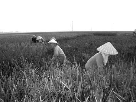 HAI DUONG, VIETNAM, June 26: Vietnamese woman farmer harvest on a rice field on June 26, 2013 in Hai Duong, Red River Delta, Vietnam. Rice cultivation is a long tradition of people in rural Vietnam. のeditorial素材