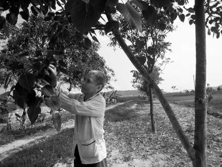 HAI DUONG, VIETNAM, JULY, 20: Vietnamese farmer look after the trees in the garden on july, 20 2013 in Hai Duong Red River Delta, Vietnam. のeditorial素材