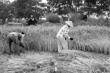 HAI DUONG, VIETNAM, November, 6: Vietnamese woman farmer harvest on a rice field on November 6, 2013 in Hai Duong, Red River Delta, Vietnam. Rice cultivation is a long tradition of people in rural Vietnam. のeditorial素材
