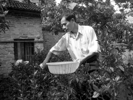 HAI DUONG, VIETNAM, September, 1: Unidentified Farmer harvest kumquat fruits in the garden on September, 1, 2013 in Hai Duong, Vietnam. In Vietnam, kumquat use to make saucesのeditorial素材
