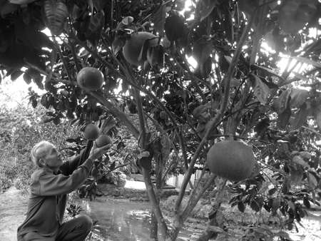HAI DUONG, VIETNAM, September, 1: farmer harvest grapefruit in the garden on September, 1, 2013 in Hai Duong, Vietnam. Grapefruit is specialty fruits of the tropicsのeditorial素材