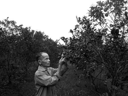 HAI DUONG, VIETNAM, September, 1: farmer harvest oranges in the garden on September, 1, 2013 in Hai Duong, Vietnam. Oranges is specialty fruits of the tropicsのeditorial素材