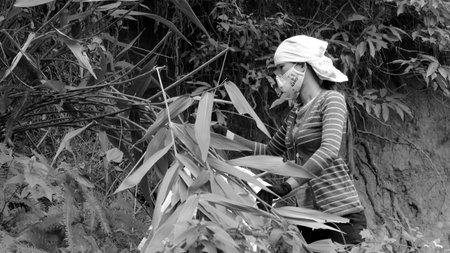 HAI DUONG, VIETNAM, November, 26: Asian woman picking leaf in the forest to packing rice cake on November 26, 2013 in Hai Duong, Vietnamのeditorial素材