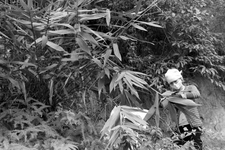 HAI DUONG, VIETNAM, November, 26: Asian woman picking leaf in the forest to packing rice cake on November 26, 2013 in Hai Duong, Vietnamのeditorial素材