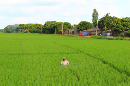 HAI DUONG, VIETNAM, AUGUST, 25: farmers spraying pesticides in rice field on August, 25, 2014 in Hai Duong, Vietnam. rice is the main income in rural vieetjnam, about 800 USDのeditorial素材