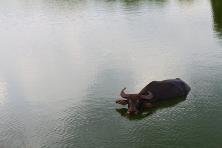 The water buffalo in pondの写真素材