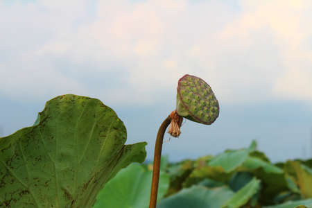 lotus seed pod in a pond の写真素材