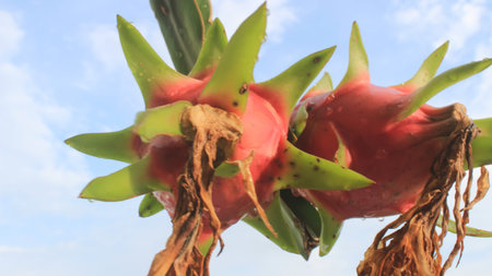 dragon fruit and the skyの写真素材