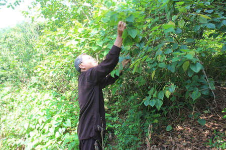 HAI DUONG, VIETNAM, AUGUST, 26: the medicine man picking medicinal herbs on the mountain on August, 26, 2014 in Hai Duong, Vietnam.のeditorial素材
