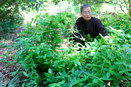 HAI DUONG, VIETNAM, AUGUST, 26: the medicine man picking medicinal herbs on the mountain on August, 26, 2014 in Hai Duong, Vietnam.のeditorial素材