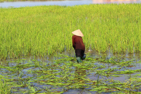 HAI DUONG, VIETNAM, AUGUST, 25: peasant woman cutting rice in the field on August, 25, 2014 in Hai Duong, Vietnam. rice is the main income in rural vieetjnam, about 800 USDのeditorial素材