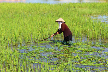 HAI DUONG, VIETNAM, AUGUST, 25: peasant woman cutting rice in the field on August, 25, 2014 in Hai Duong, Vietnam. rice is the main income in rural vieetjnam, about 800 USDのeditorial素材