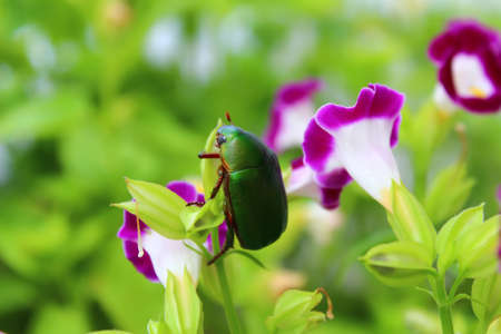 green beetle sitting on purple flowerの写真素材