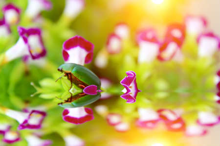 green beetle sitting on purple flowerの写真素材