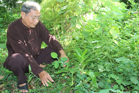 HAI DUONG, VIETNAM, AUGUST, 26: the medicine man picking medicinal herbs on the mountain on August, 26, 2014 in Hai Duong, Vietnam.のeditorial素材