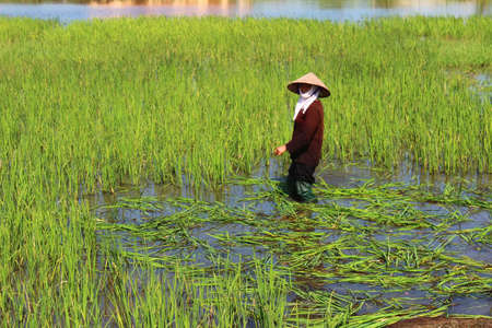 HAI DUONG, VIETNAM, AUGUST, 25: peasant woman cutting rice in the field on August, 25, 2014 in Hai Duong, Vietnam. rice is the main income in rural vieetjnam, about 800 USDのeditorial素材