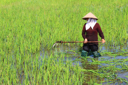 HAI DUONG, VIETNAM, AUGUST, 25: peasant woman cutting rice in the field on August, 25, 2014 in Hai Duong, Vietnam. rice is the main income in rural vieetjnam, about 800 USDのeditorial素材