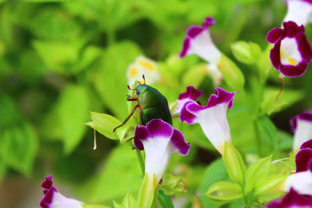 green beetle sitting on purple flowerの写真素材