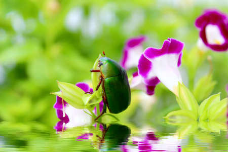green beetle sitting on purple flowerの写真素材