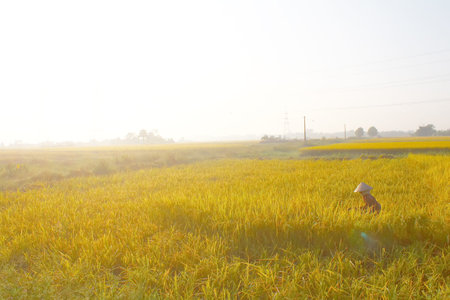 HAI DUONG, VIETNAM, SEPTEMBER, 29: Vietnamese woman farmer harvest on a rice field on September 29, 2014 in Hai Duong, Vietnamのeditorial素材