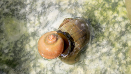 snails matingの写真素材