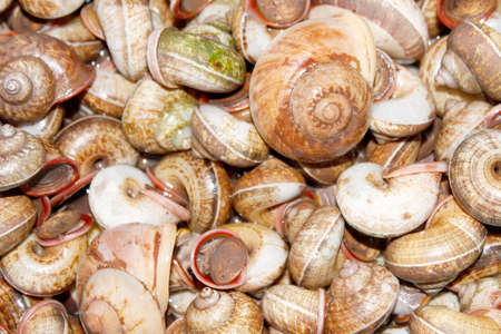 Snailsの写真素材