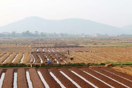 HAI DUONG, VIETNAM, October, 18: farmers growing vegetables in the field on October, 18, 2014 in Hai Duong, Vietnamのeditorial素材