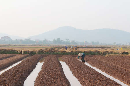 HAI DUONG, VIETNAM, October, 18: farmers growing vegetables in the field on October, 18, 2014 in Hai Duong, Vietnam.のeditorial素材