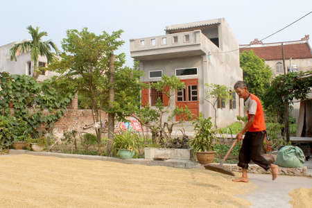 HAI DUONG, VIETNAM, OCTOBER, 9: Poor farmer drying rice after harvesting on October,9, 2014 in Hai Duong, Vietnamのeditorial素材