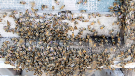 Macro shot of bees swarming on a honeycombの写真素材