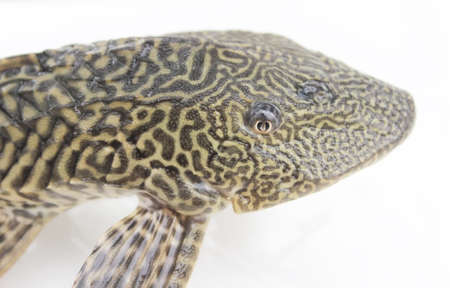 black fishの写真素材