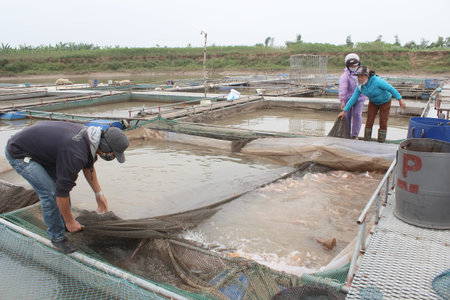 HAI DUONG, VIETNAM, NOVEMBER, 18: fishermen and fish farm in river on November, 18, 2014 in Hai...