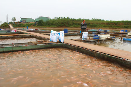 HAI DUONG, VIETNAM, NOVEMBER, 18: fishermen and fish farm in river on November, 18, 2014 in Hai Duong, Vietnam.のeditorial素材