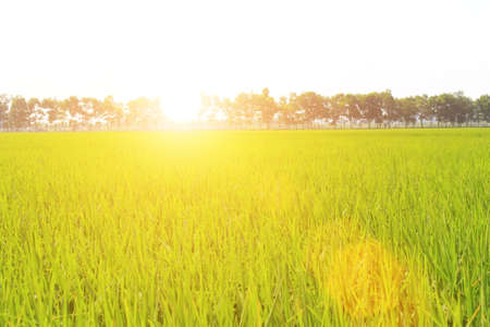 golden rice field and skyの写真素材