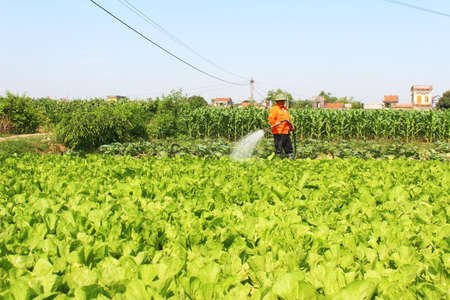 Haiduong, Vietnam, April, 14, 2015: Man watering vegetables fieldsのeditorial素材