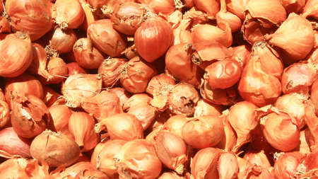 dry onionの写真素材